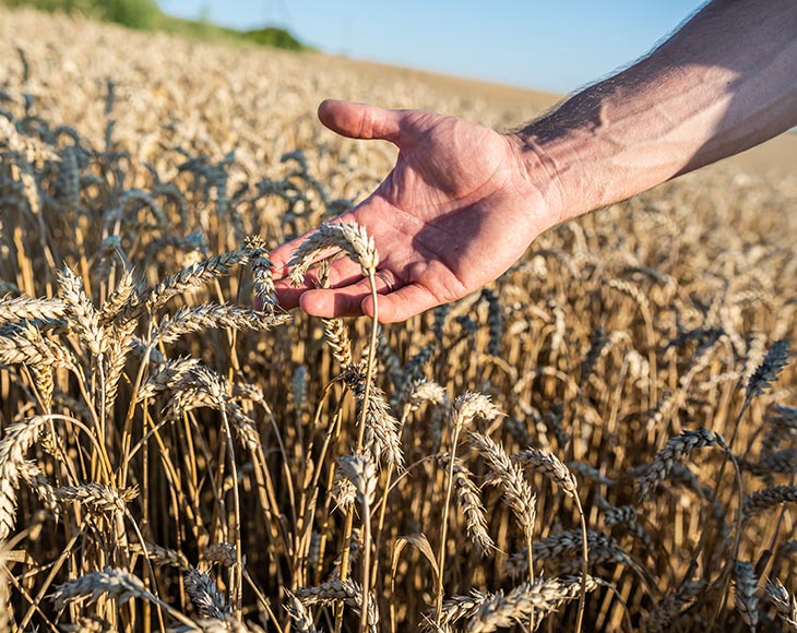 Personal Agrar: Personalvermittlung für die Landwirtschaft